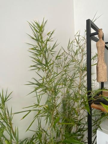 Appartements Pyrenees-Barthou 포 외부 사진
